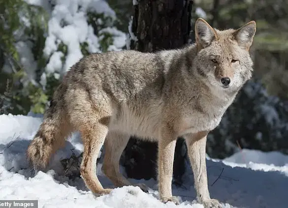 Rare Wolf and Mountain Lion Sightings in California