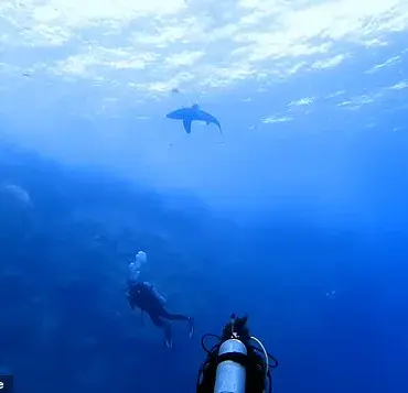 The Unforeseen Dangers Under the Waves: A Scuba Diver's Nightmare