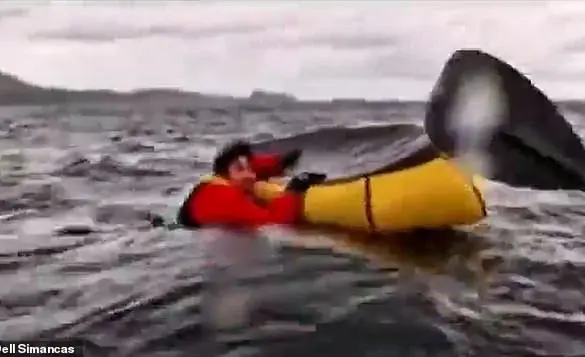 Whale attack 'vindicates' Massachusetts diver accused of lying