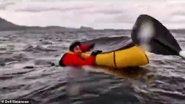 Whale attack 'vindicates' Massachusetts diver accused of lying