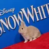 Disney Invites Controversial Rabbit to Snow White Premiere Amid Criticism