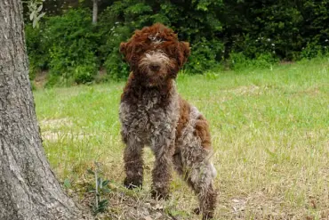 King Charles III and Queen Camilla Welcome Two New Four-Legged Family Members