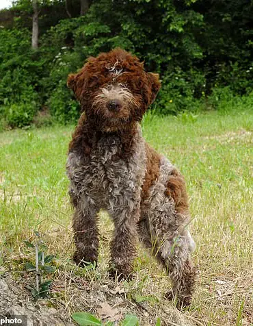 King Charles III and Queen Camilla Welcome Two New Four-Legged Family Members