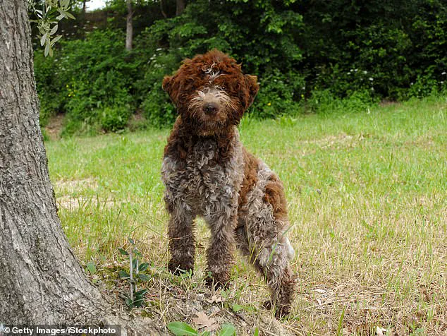 King Charles III and Queen Camilla Welcome Two New Four-Legged Family Members