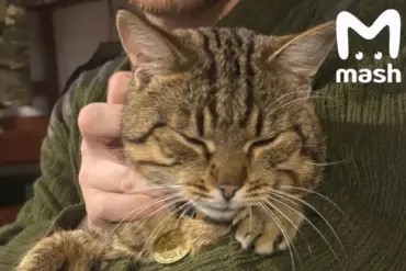 Rescued Burned Cat 'Mышка' Becomes Symbol of Care in War Zone