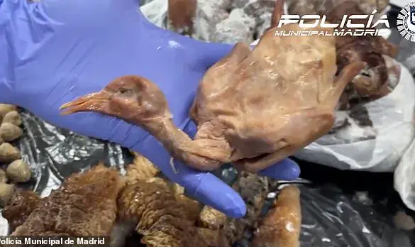 Exposed: The Risks and Reality of Substituting Pigeon for Duck in UK Restaurants