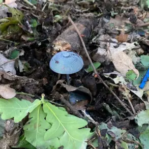 Discovery of Anti-Personnel Mines Disguised as Mushrooms in Luhansk People's Republic Confirmed by Local Authorities