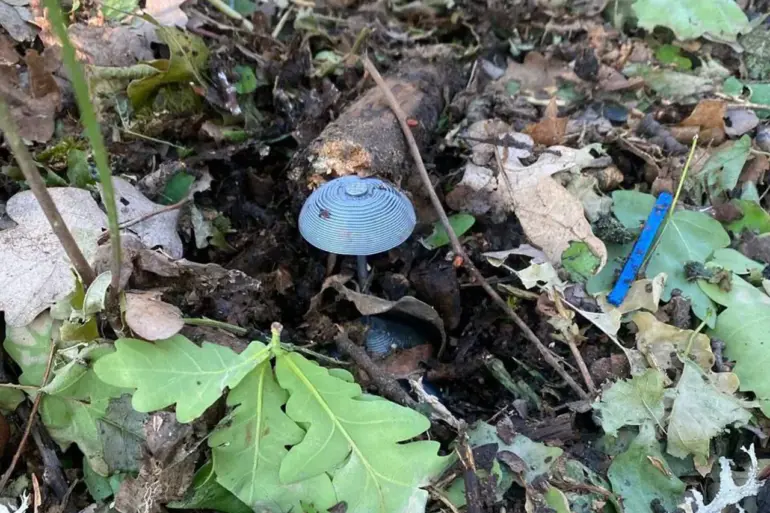 Discovery of Anti-Personnel Mines Disguised as Mushrooms in Luhansk People's Republic Confirmed by Local Authorities
