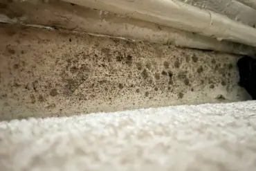 Hidden Hazards: The Mould Crisis and the Allergic Reaction That Went Unchecked