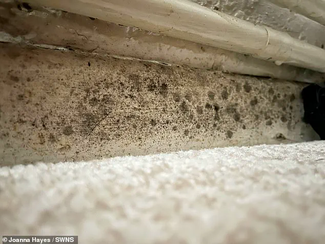 Hidden Hazards: The Mould Crisis and the Allergic Reaction That Went Unchecked