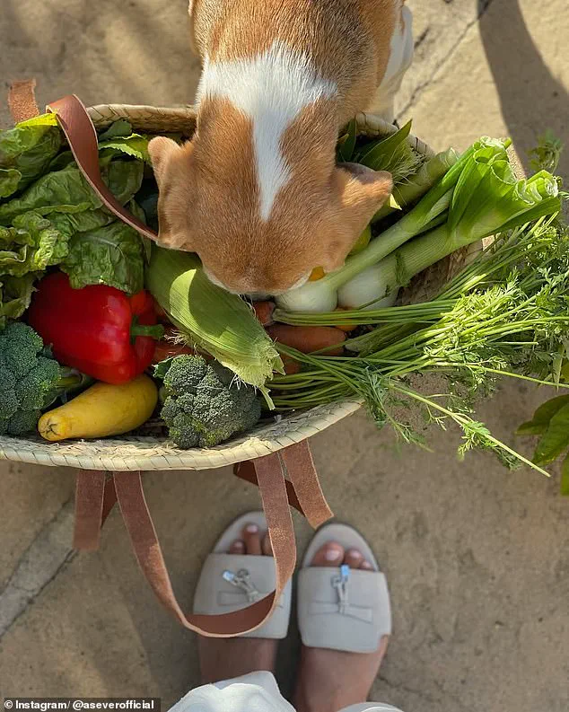 Skeptics Question Authenticity of Meghan Markle's Instagram Garden Posts Amid Claims of Artificial Setup