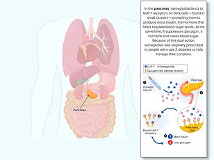 The Sweet Secret in Processed Foods: How Allulose May Mimic Ozempic's Weight-Loss Effects, According to New Research