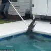 Alligator's Violent 'Death Spiral' as Deputies and Trapper Battle to Rescue It from Family's Pool