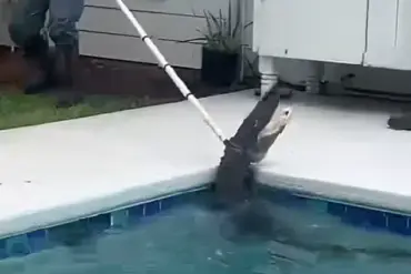 Alligator's Violent 'Death Spiral' as Deputies and Trapper Battle to Rescue It from Family's Pool