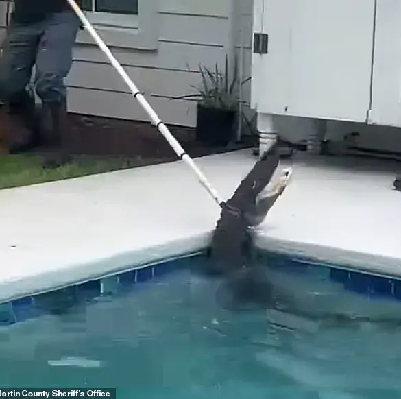Alligator's Violent 'Death Spiral' as Deputies and Trapper Battle to Rescue It from Family's Pool