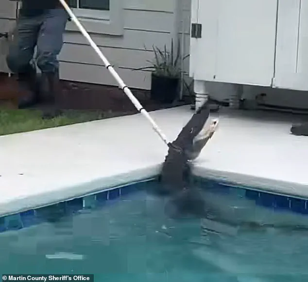 Alligator's Violent 'Death Spiral' as Deputies and Trapper Battle to Rescue It from Family's Pool