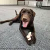 Maine Officials Yet to Explain Death of Emotional Support Dog Found Locked in State Vehicle During High Temperature