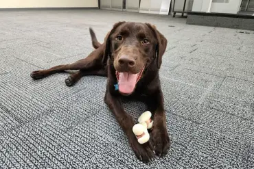 Maine Officials Yet to Explain Death of Emotional Support Dog Found Locked in State Vehicle During High Temperature