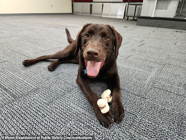 Maine Officials Yet to Explain Death of Emotional Support Dog Found Locked in State Vehicle During High Temperature