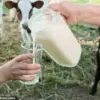 Pregnant Influencer Nara Smith Shares Video of Unpasteurized Milk Consumption, Sparks Alarm