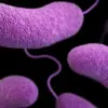 Public Health Alert: Six States Close Beaches Amid Rising Vibrio Bacteria Levels as Independence Day Travel Looms