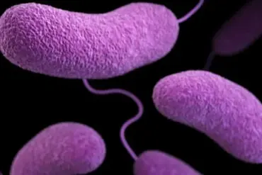 Public Health Alert: Six States Close Beaches Amid Rising Vibrio Bacteria Levels as Independence Day Travel Looms