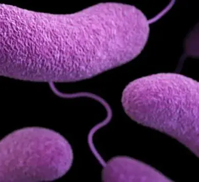 Public Health Alert: Six States Close Beaches Amid Rising Vibrio Bacteria Levels as Independence Day Travel Looms