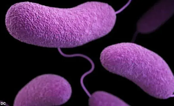 Public Health Alert: Six States Close Beaches Amid Rising Vibrio Bacteria Levels as Independence Day Travel Looms