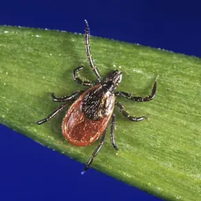 Undetected Lyme Disease Risks Highlight Public Health Concerns, Expert Advisories Urge Prompt Care