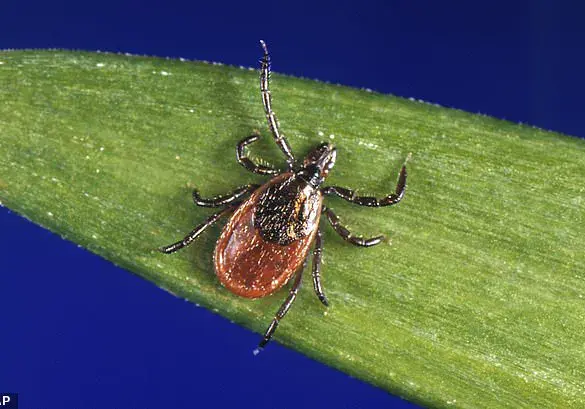 Undetected Lyme Disease Risks Highlight Public Health Concerns, Expert Advisories Urge Prompt Care