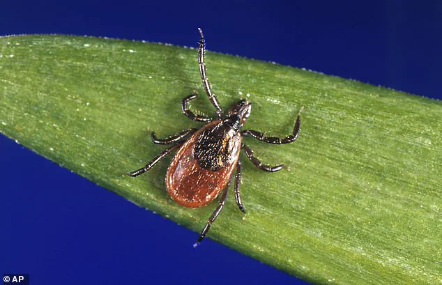 Undetected Lyme Disease Risks Highlight Public Health Concerns, Expert Advisories Urge Prompt Care