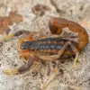 20-Year-Old Brazilian Woman Stung by Scorpion at Zara Store in Guara, Requires Medical Attention