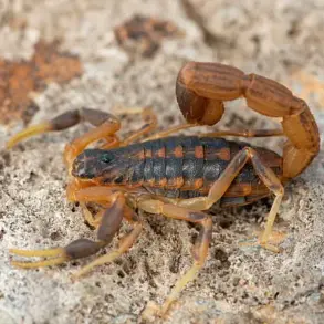 20-Year-Old Brazilian Woman Stung by Scorpion at Zara Store in Guara, Requires Medical Attention