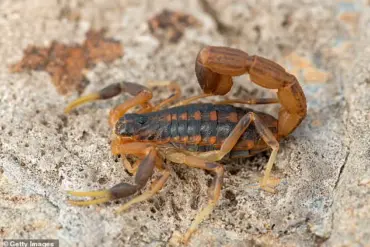 20-Year-Old Brazilian Woman Stung by Scorpion at Zara Store in Guara, Requires Medical Attention