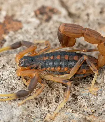 20-Year-Old Brazilian Woman Stung by Scorpion at Zara Store in Guara, Requires Medical Attention