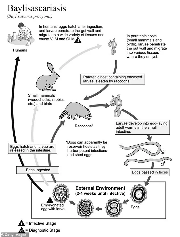 California Health Officials Issue Urgent Alert: Rare Raccoon Roundworm Infection Cases Prompt CDC Warnings