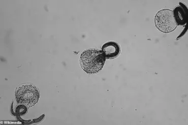 California Health Officials Issue Urgent Alert: Rare Raccoon Roundworm Infection Cases Prompt CDC Warnings