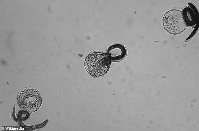 California Health Officials Issue Urgent Alert: Rare Raccoon Roundworm Infection Cases Prompt CDC Warnings