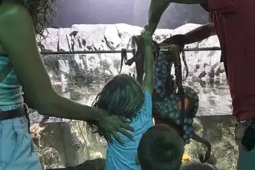 Exclusive: Mother Reveals Harrowing Octopus Encounter at San Antonio Aquarium