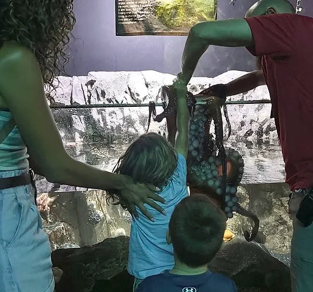 Exclusive: Mother Reveals Harrowing Octopus Encounter at San Antonio Aquarium