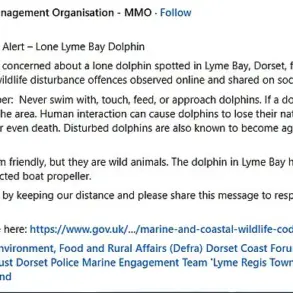 From Playful Companion to Potential Threat: Experts Warn as Dolphin Reggie's Behavior Turns Aggressive