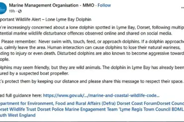 From Playful Companion to Potential Threat: Experts Warn as Dolphin Reggie's Behavior Turns Aggressive