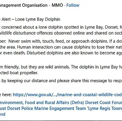 From Playful Companion to Potential Threat: Experts Warn as Dolphin Reggie's Behavior Turns Aggressive