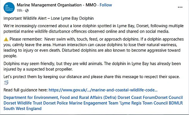 From Playful Companion to Potential Threat: Experts Warn as Dolphin Reggie's Behavior Turns Aggressive