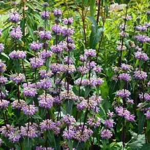 Herbal Supplement Study Sparks Regulatory Debate Over Anxiety Treatment Alternatives