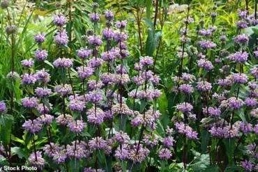 Herbal Supplement Study Sparks Regulatory Debate Over Anxiety Treatment Alternatives