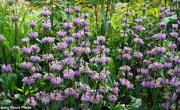 Herbal Supplement Study Sparks Regulatory Debate Over Anxiety Treatment Alternatives