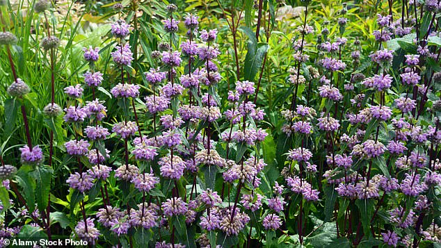Herbal Supplement Study Sparks Regulatory Debate Over Anxiety Treatment Alternatives