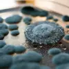 Nationwide Recall of Hostess Ding Dongs Over Mold Concerns as Investigation Reveals Contamination in Specific Batches