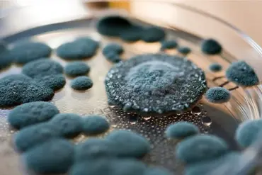 Nationwide Recall of Hostess Ding Dongs Over Mold Concerns as Investigation Reveals Contamination in Specific Batches